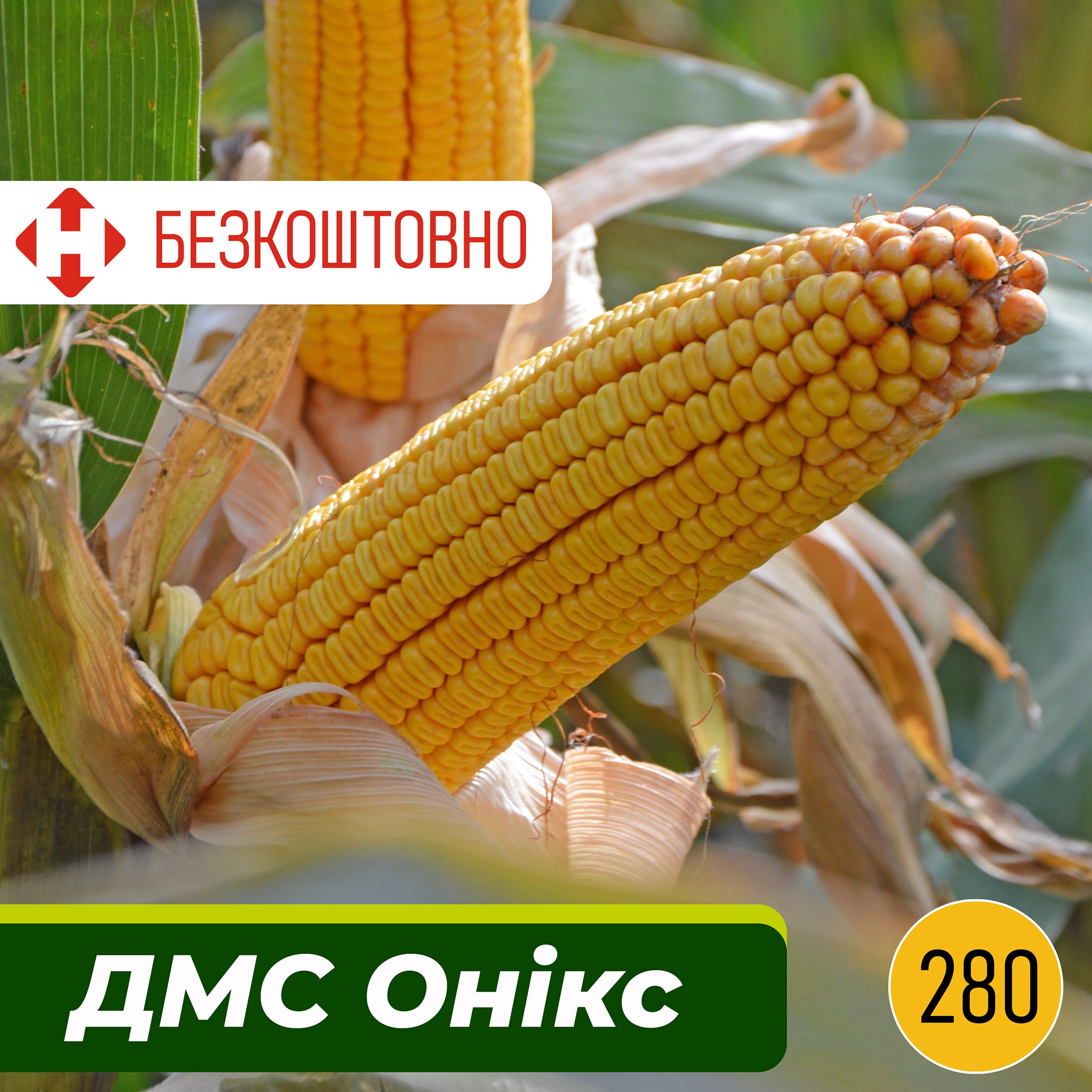 ДМС Онікс, ФАО 280, насіння кукурудзи