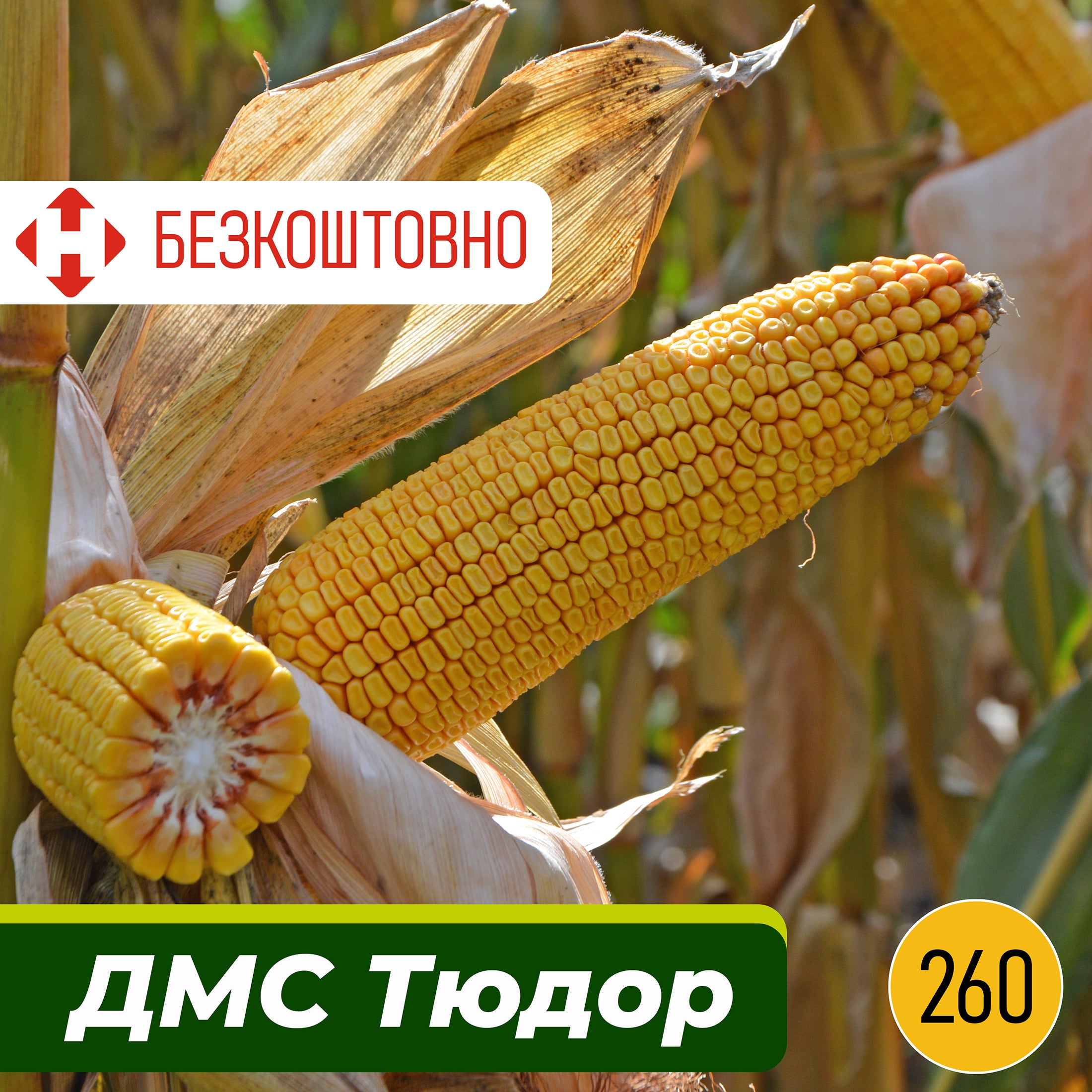 ДМС Тюдор, ФАО 260, насіння кукурудзи