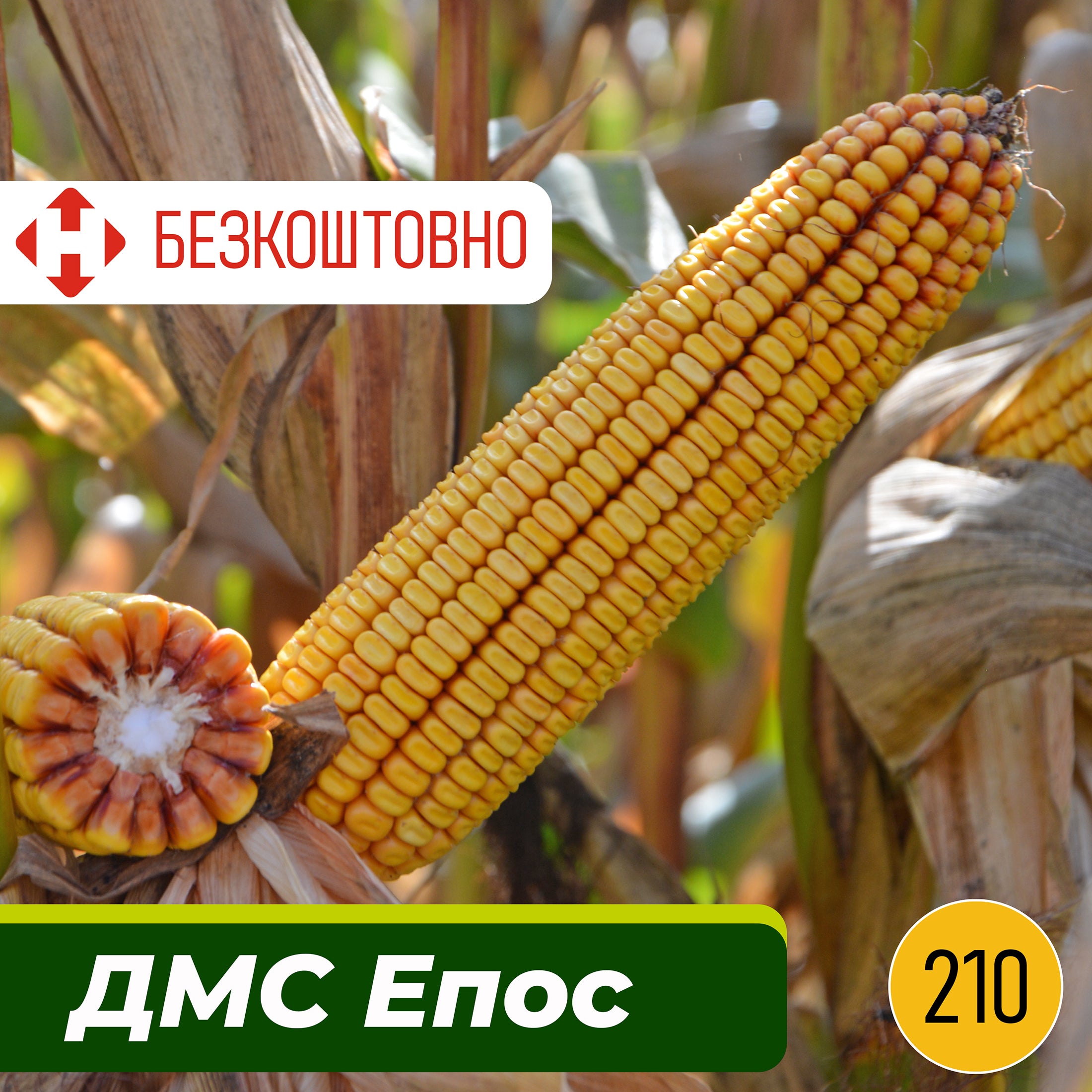 copy_Насіння кукурудзи ДМС Епос, ФАО 210